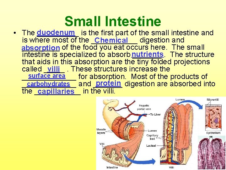 Small Intestine • The duodenum _____ is the first part of the small intestine