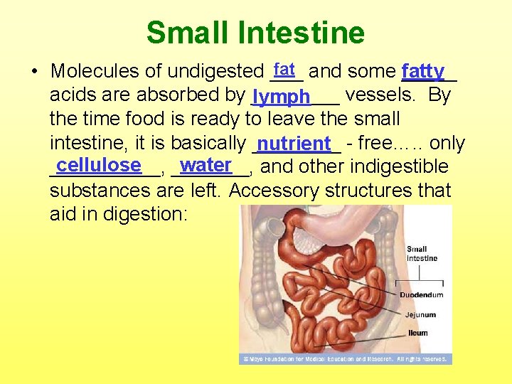 Small Intestine fat and some _____ • Molecules of undigested ___ fatty acids are