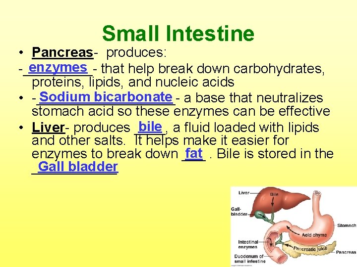 Small Intestine • Pancreas- produces: enzymes that help break down carbohydrates, -_____proteins, lipids, and