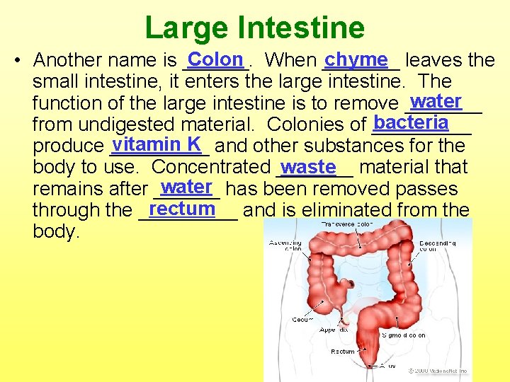 Large Intestine Colon When _______ chyme leaves the • Another name is ______. small