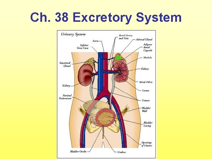 Ch. 38 Excretory System 