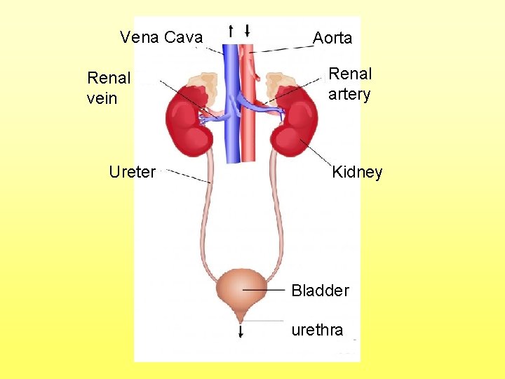 Vena Cava Renal vein Ureter Aorta Renal artery Kidney Bladder urethra 