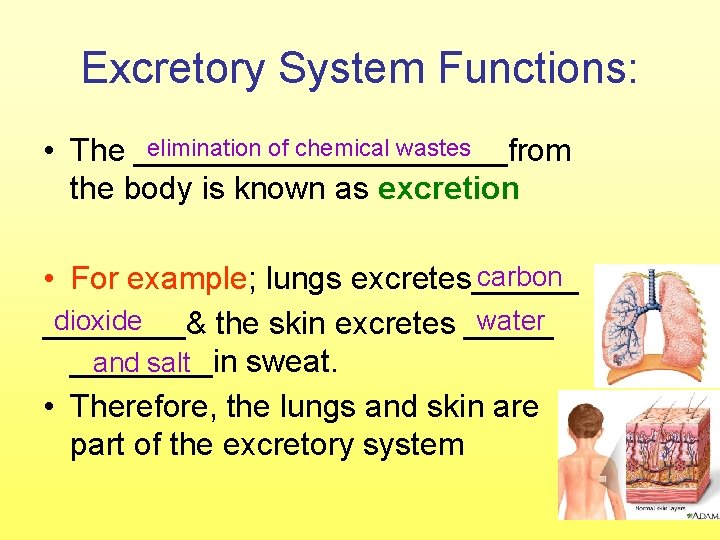 Excretory System Functions: elimination of chemical wastes • The ___________from the body is known