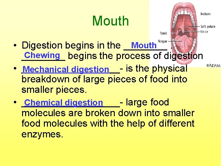 Mouth • Digestion begins in the ____. Chewing begins the process of digestion ____