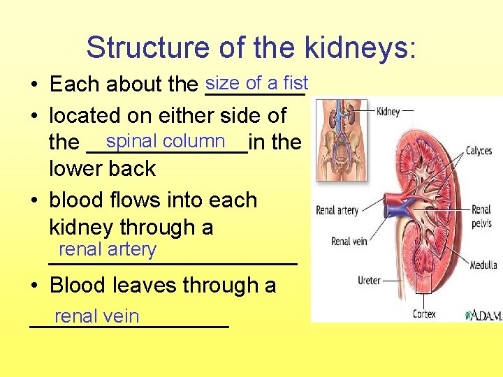 Structure of the kidneys: of a fist • Each about the size ____ •