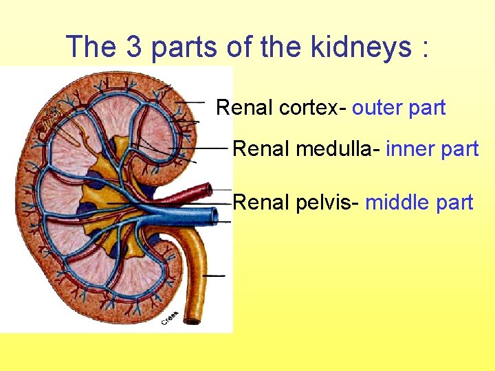 The 3 parts of the kidneys : Renal cortex- outer part Renal medulla- inner