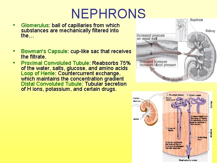 NEPHRONS • Glomerulus: ball of capillaries from which substances are mechanically filtered into the…