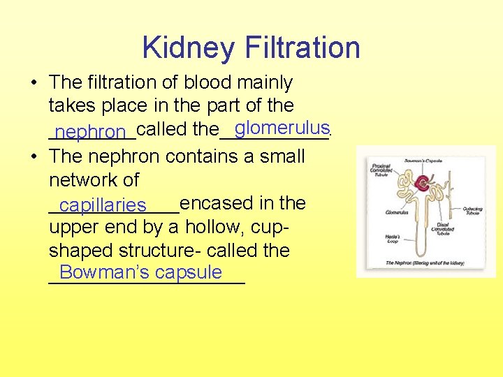 Kidney Filtration • The filtration of blood mainly takes place in the part of