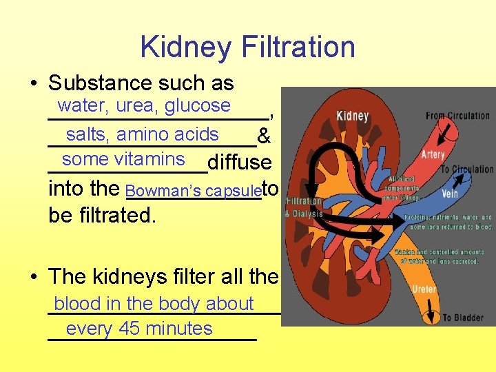Kidney Filtration • Substance such as water, urea, glucose _________, salts, amino acids _________&