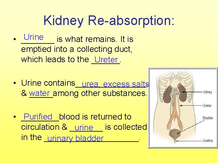 Kidney Re-absorption: Urine • _______ is what remains. It is emptied into a collecting