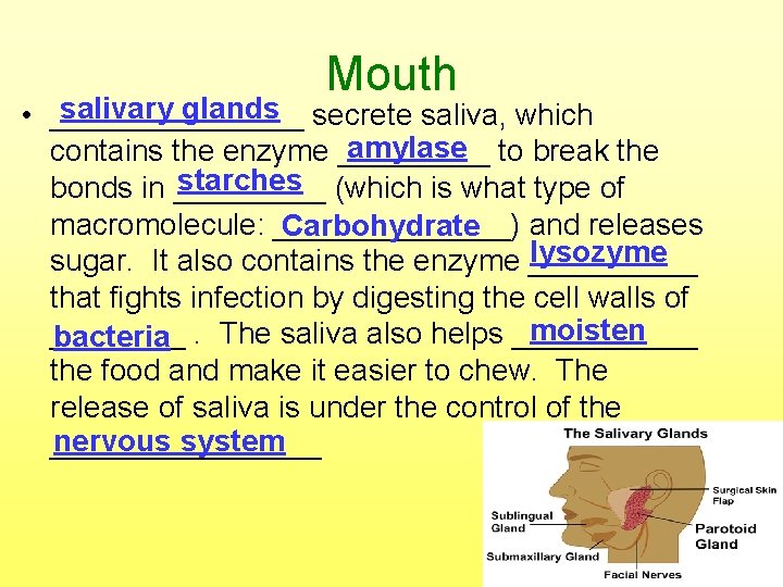 Mouth salivary glands secrete saliva, which • ________ amylase to break the contains the