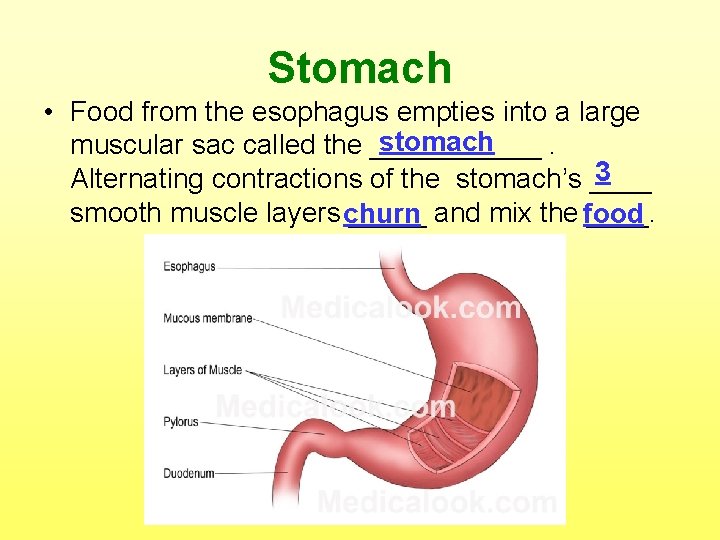 Stomach • Food from the esophagus empties into a large stomach muscular sac called