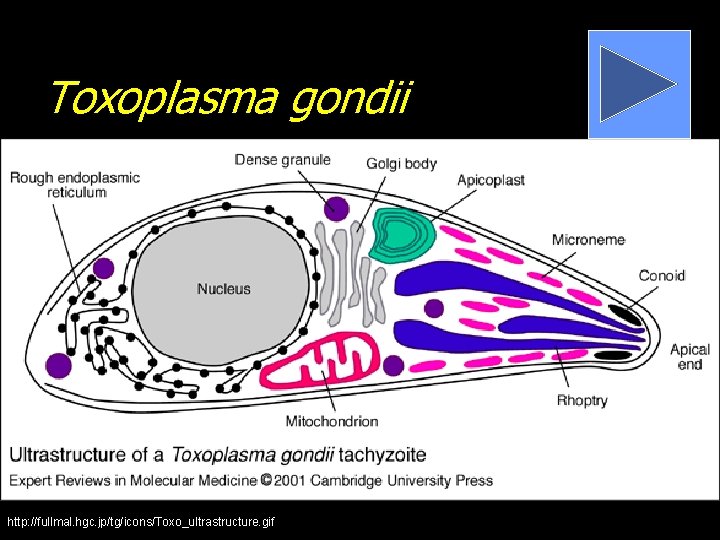 Toxoplasma gondii http: //fullmal. hgc. jp/tg/icons/Toxo_ultrastructure. gif 