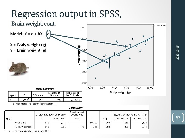 Regression output in SPSS, Brain weight, cont. X = Body weight (g) Y =