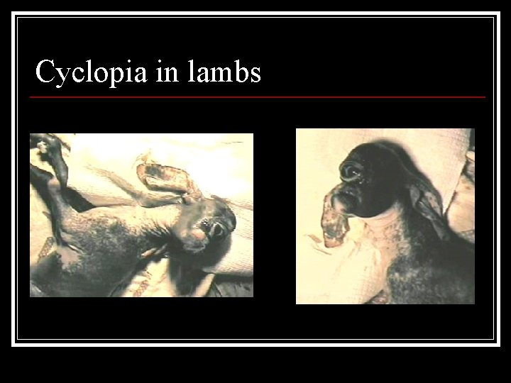 Cyclopia in lambs 