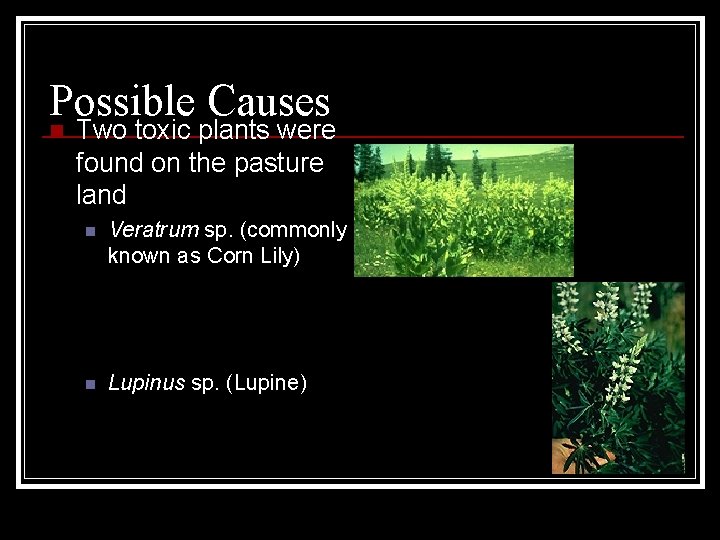 Possible Causes n Two toxic plants were found on the pasture land n Veratrum