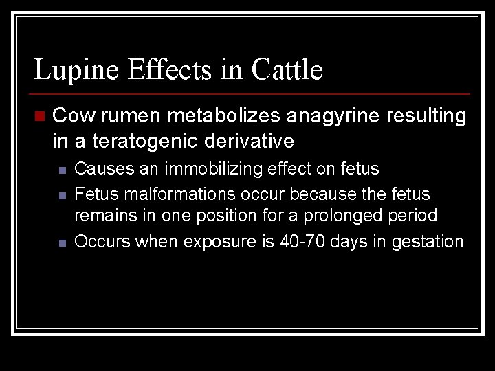 Lupine Effects in Cattle n Cow rumen metabolizes anagyrine resulting in a teratogenic derivative