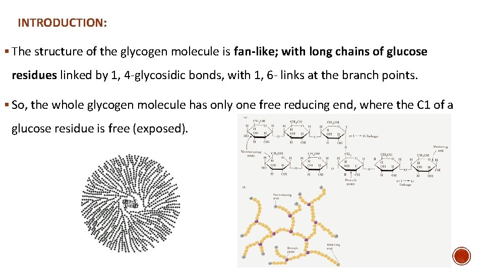 INTRODUCTION: § The structure of the glycogen molecule is fan-like; with long chains of