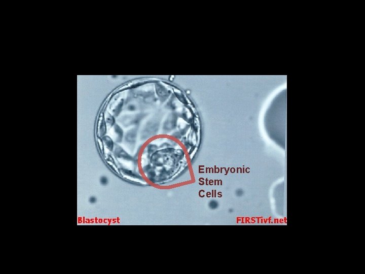 Embryonic Stem Cells 
