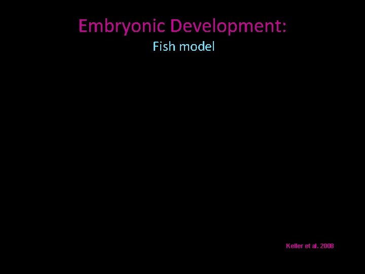 Embryonic Development: Fish model Keller et al. 2008 