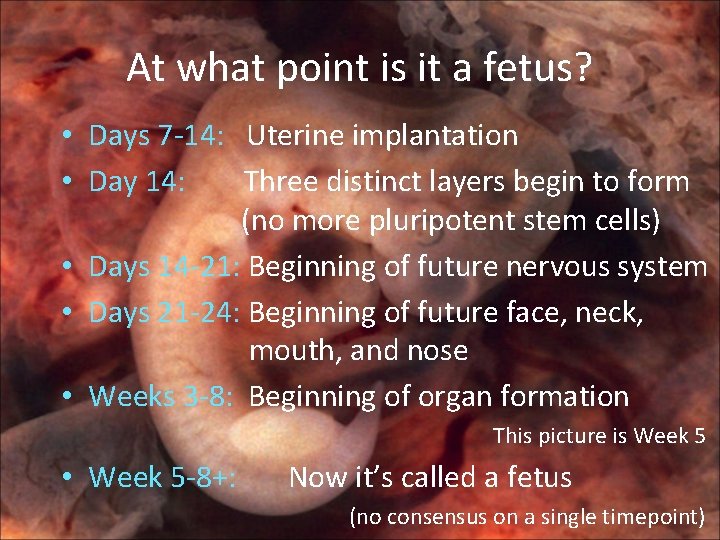 At what point is it a fetus? • Days 7 -14: Uterine implantation •