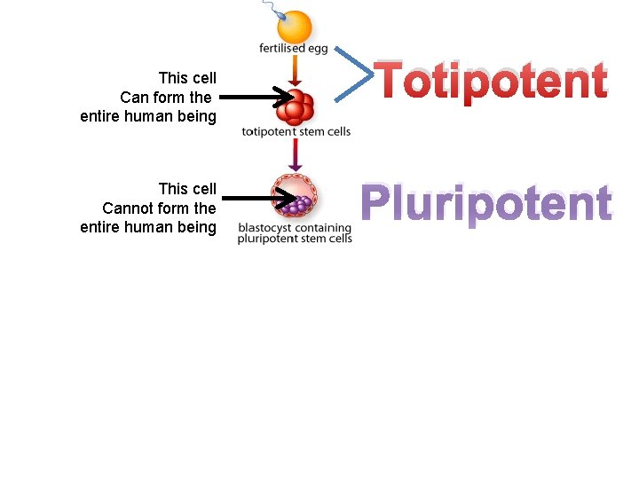 This cell Can form the entire human being This cell Cannot form the entire