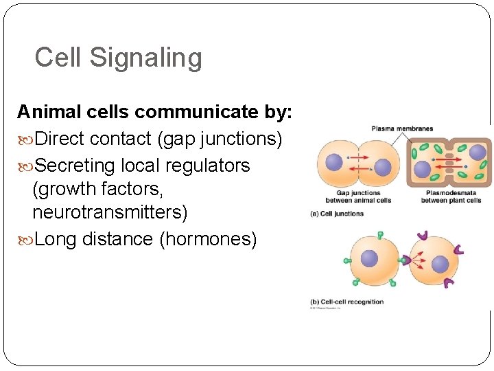 Cell Signaling Animal cells communicate by: Direct contact (gap junctions) Secreting local regulators (growth