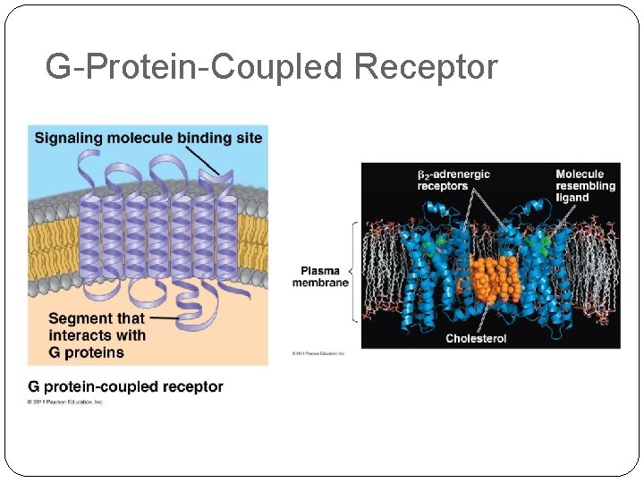 G-Protein-Coupled Receptor 