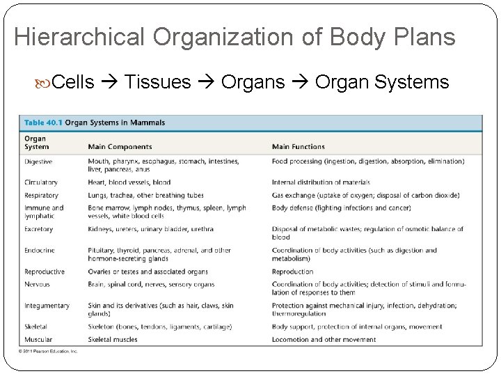 Hierarchical Organization of Body Plans Cells Tissues Organ Systems 