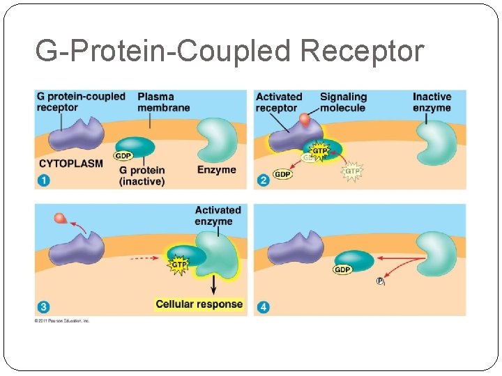 G-Protein-Coupled Receptor 