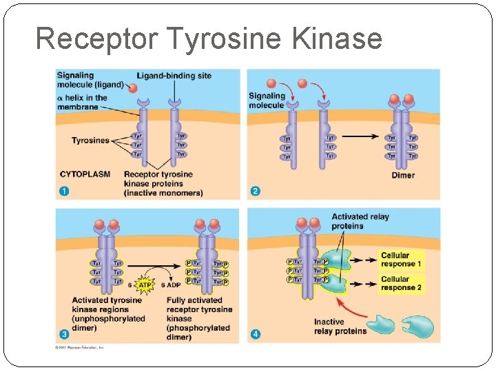 Receptor Tyrosine Kinase 