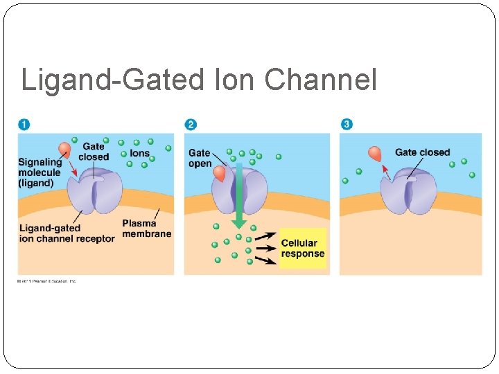 Ligand-Gated Ion Channel 