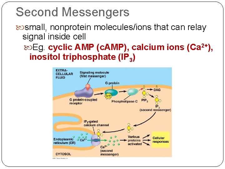 Second Messengers small, nonprotein molecules/ions that can relay signal inside cell Eg. cyclic AMP