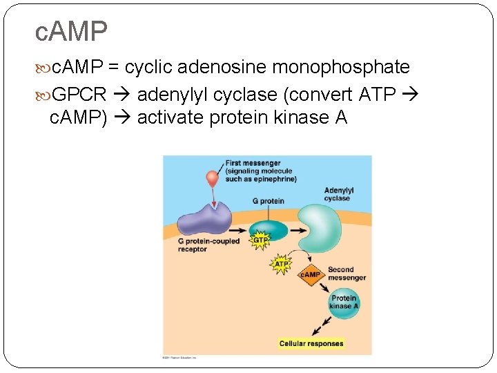 c. AMP = cyclic adenosine monophosphate GPCR adenylyl cyclase (convert ATP c. AMP) activate