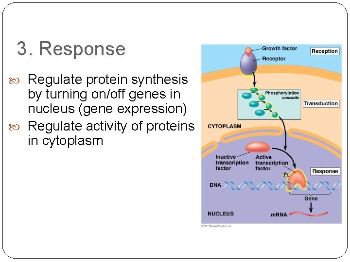 3. Response Regulate protein synthesis by turning on/off genes in nucleus (gene expression) Regulate