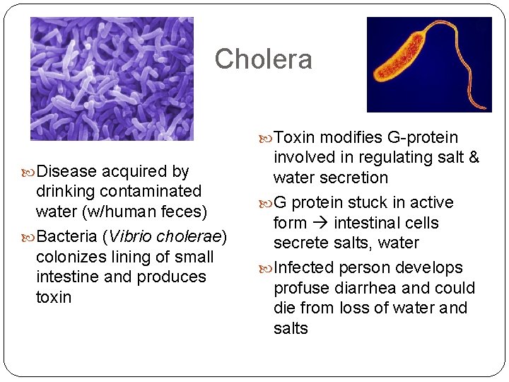 Cholera Toxin modifies G-protein Disease acquired by drinking contaminated water (w/human feces) Bacteria (Vibrio