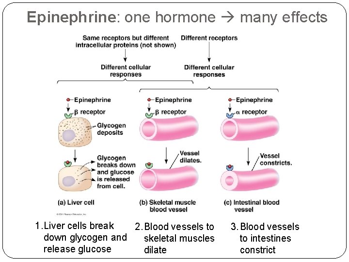 Epinephrine: Epinephrine one hormone many effects 1. Liver cells break 2. Blood vessels to
