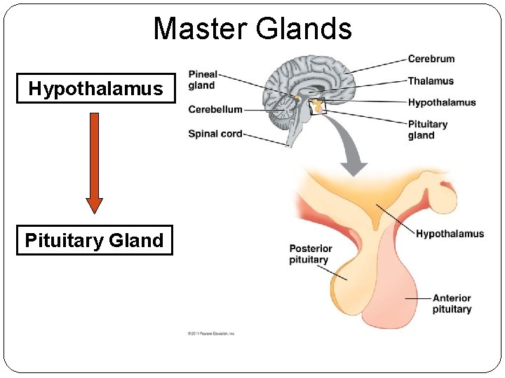 Master Glands Hypothalamus Pituitary Gland 