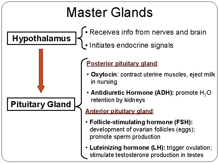 Master Glands Hypothalamus • Receives info from nerves and brain • Initiates endocrine signals