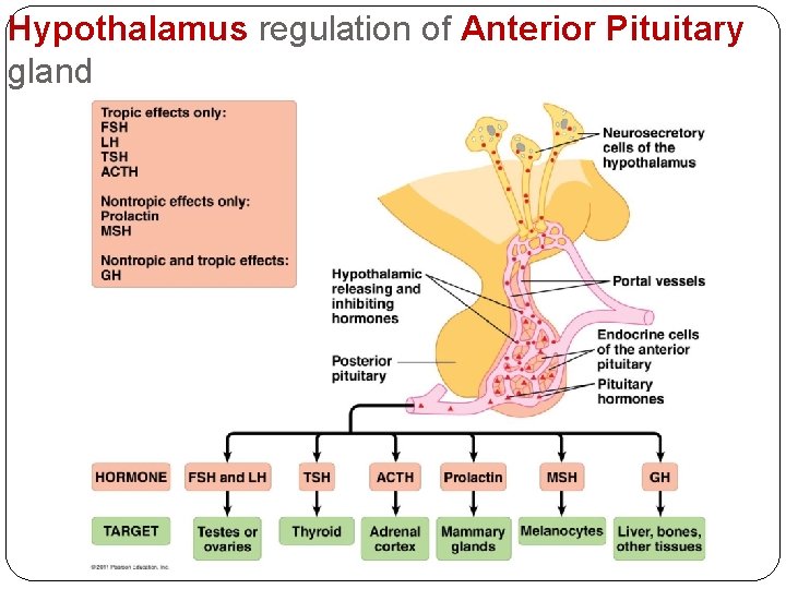 Hypothalamus regulation of Anterior Pituitary gland 
