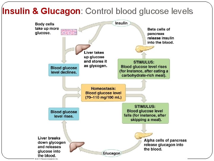 Insulin & Glucagon: Control blood glucose levels 