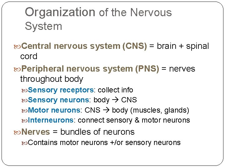 Organization of the Nervous System Central nervous system (CNS) = brain + spinal cord