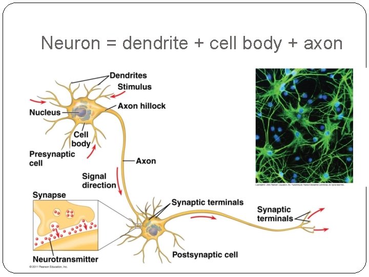 Neuron = dendrite + cell body + axon 