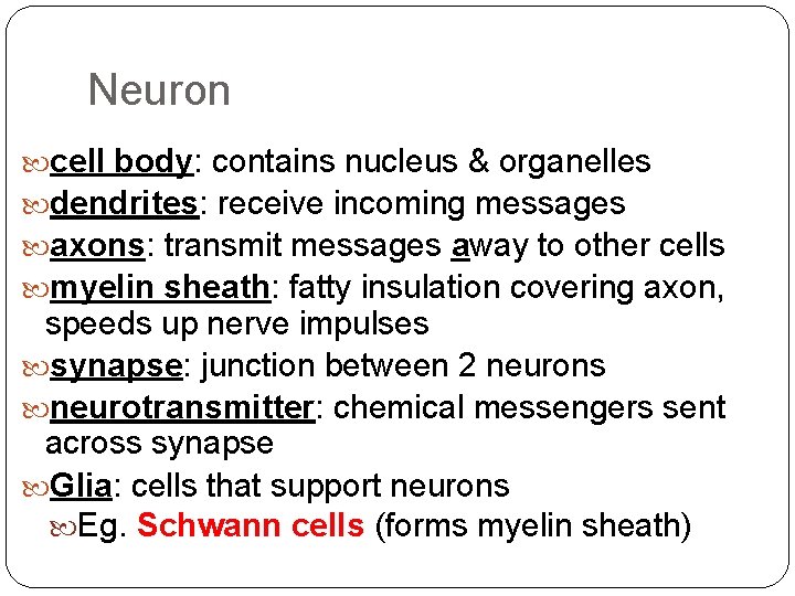 Neuron cell body: contains nucleus & organelles dendrites: receive incoming messages axons: transmit messages