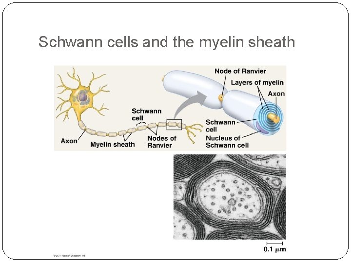 Schwann cells and the myelin sheath 