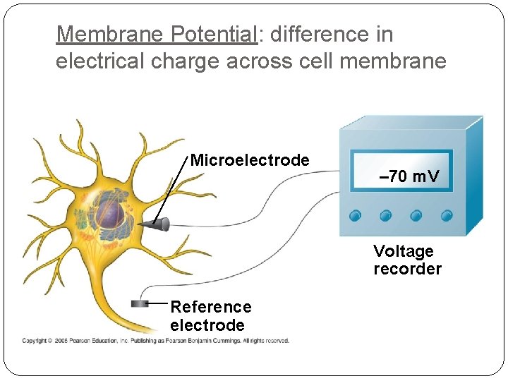 Membrane Potential: difference in electrical charge across cell membrane Microelectrode – 70 m. V