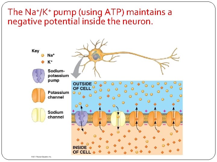 The Na+/K+ pump (using ATP) maintains a negative potential inside the neuron. 