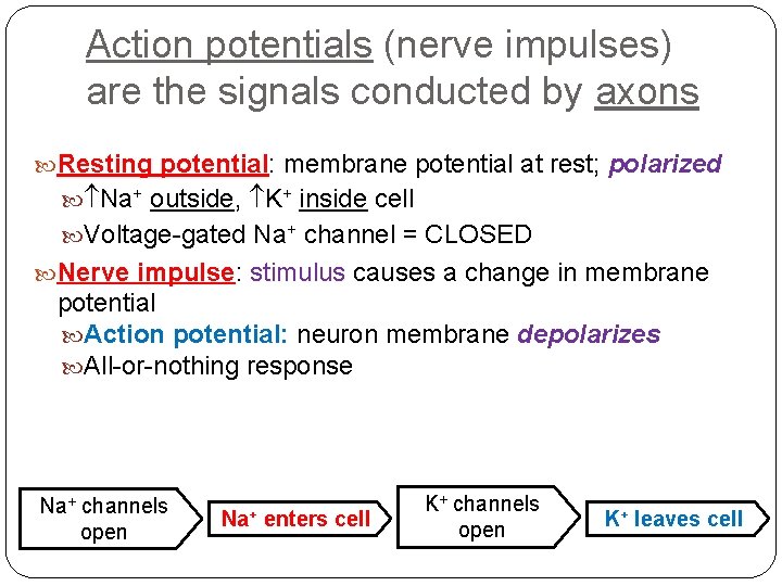 Action potentials (nerve impulses) are the signals conducted by axons Resting potential: membrane potential