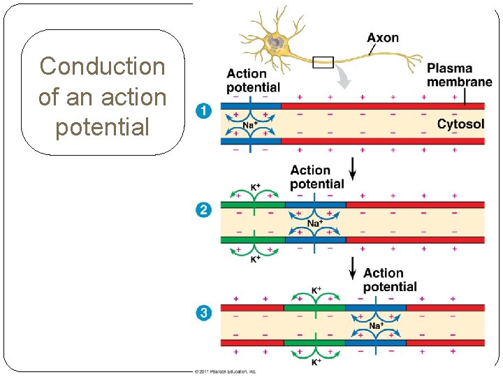Conduction of an action potential 