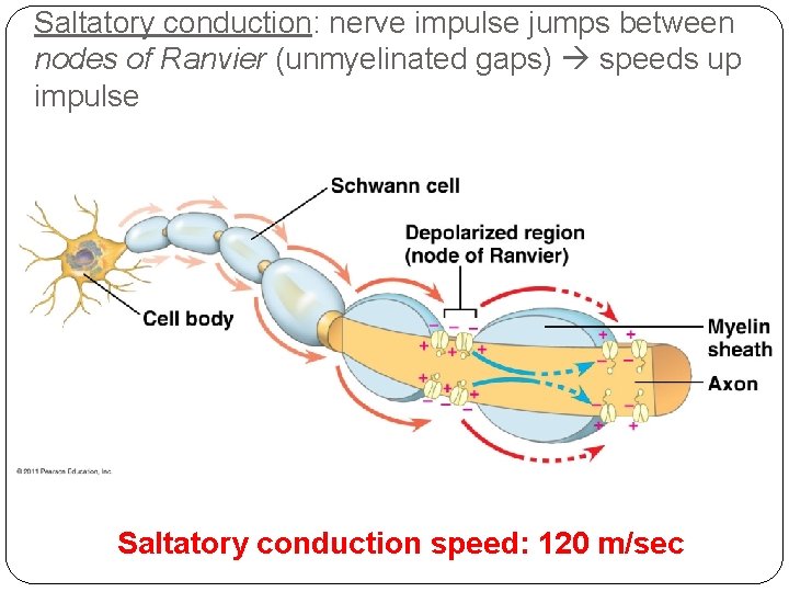 Saltatory conduction: nerve impulse jumps between nodes of Ranvier (unmyelinated gaps) speeds up impulse